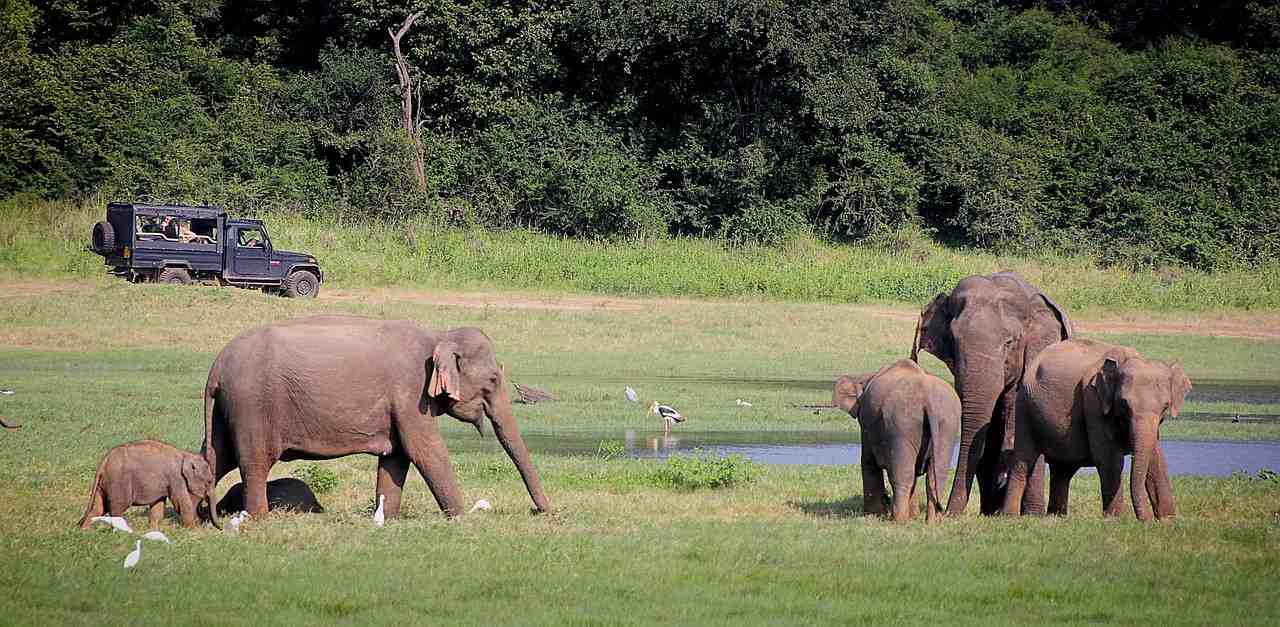 Yala National Park safari from Negombo